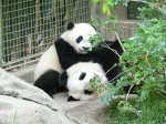 Baby Panda and mother at the San Diego Zoo